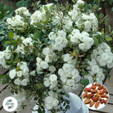 50 Heirloom White Mini Miniature Rose Rosa bush Fragrant flower Bonsai Garden Seeds